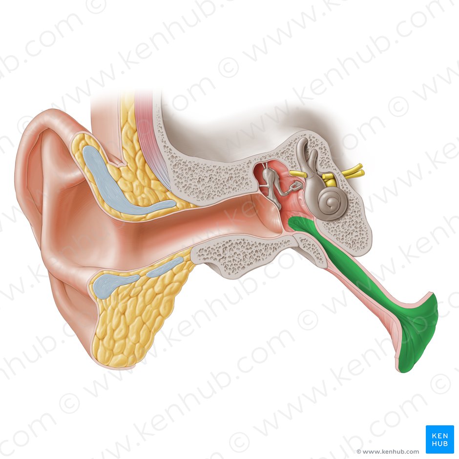 Mucosa of auditory tube (Mucosa tubae auditivae); Image: Paul Kim