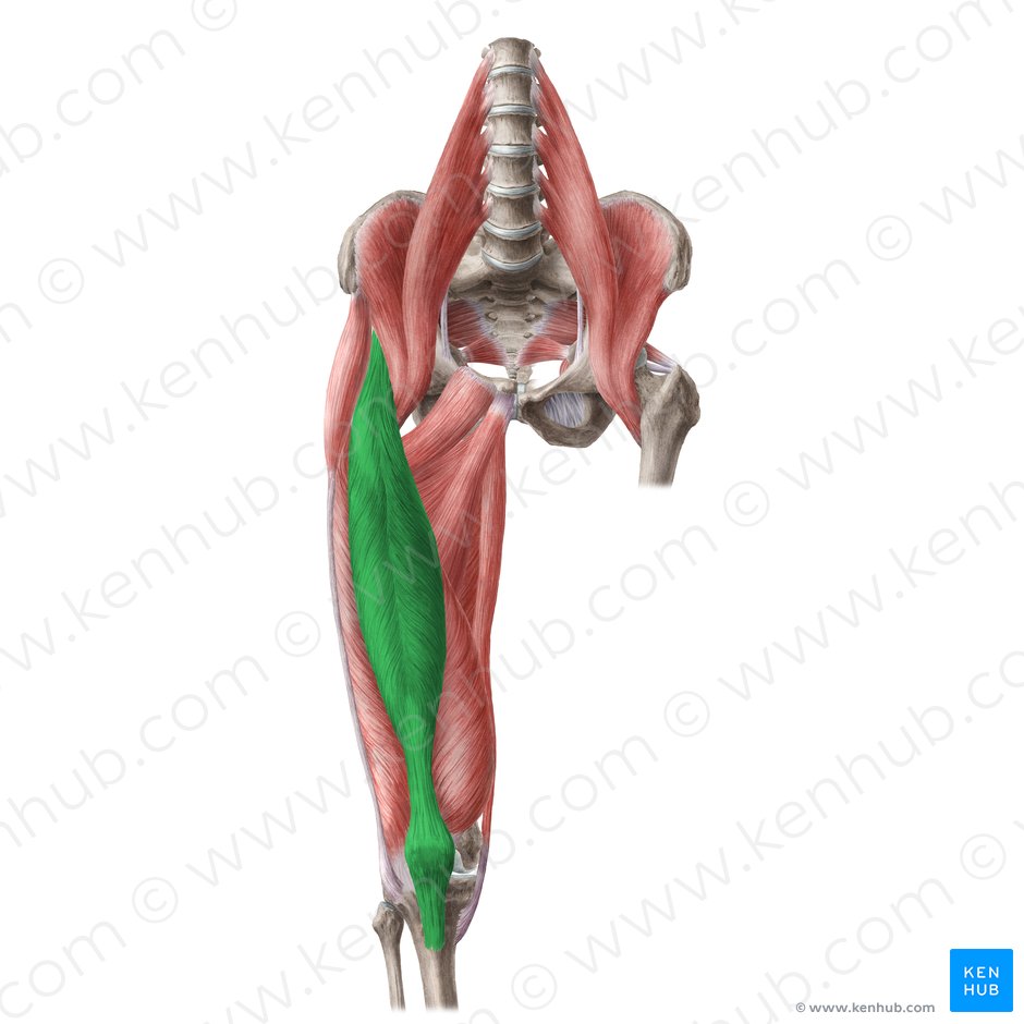 Músculo reto femoral (Musculus rectus femoris); Imagem: Liene Znotina