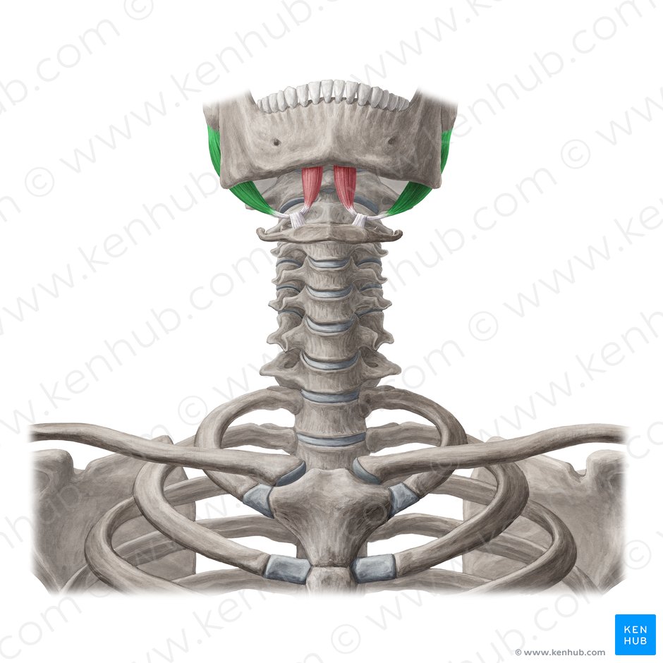 Ventre posterior do músculo digástrico (Venter posterior musculi digastrici); Imagem: Yousun Koh