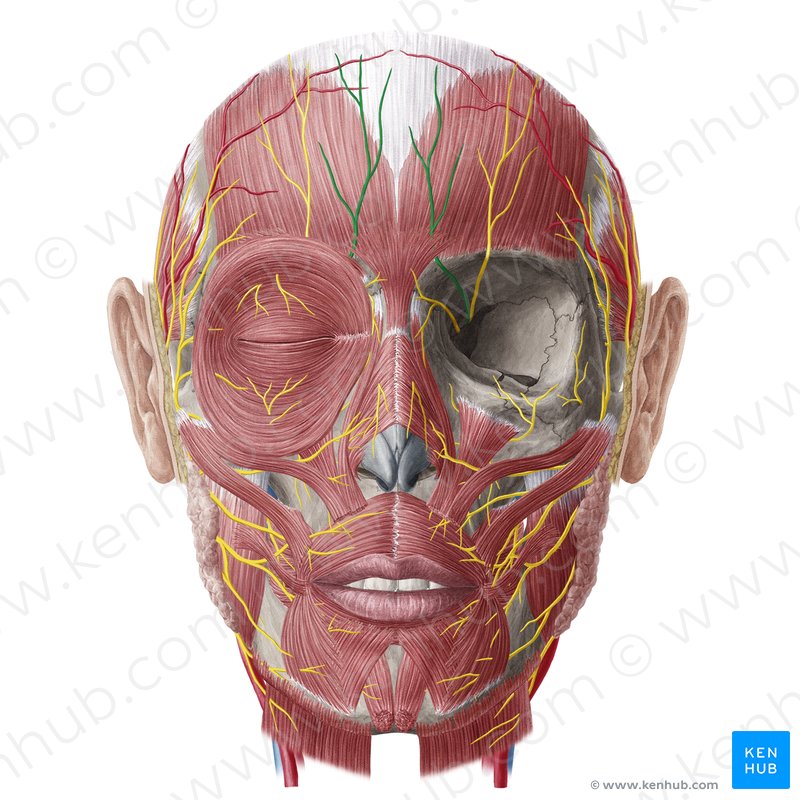 face nerves superficial scalp anatomy nervus nerve head kenhub