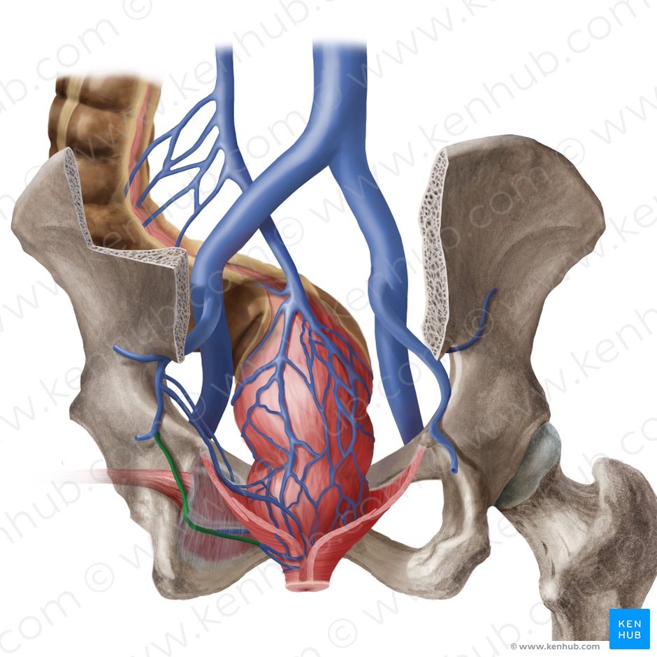 Internal pudendal vein (Vena pudenda interna); Image: Begoña Rodriguez