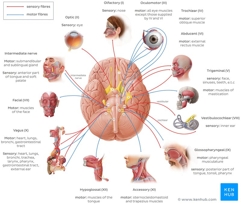 12 cranial nerves (diagram)