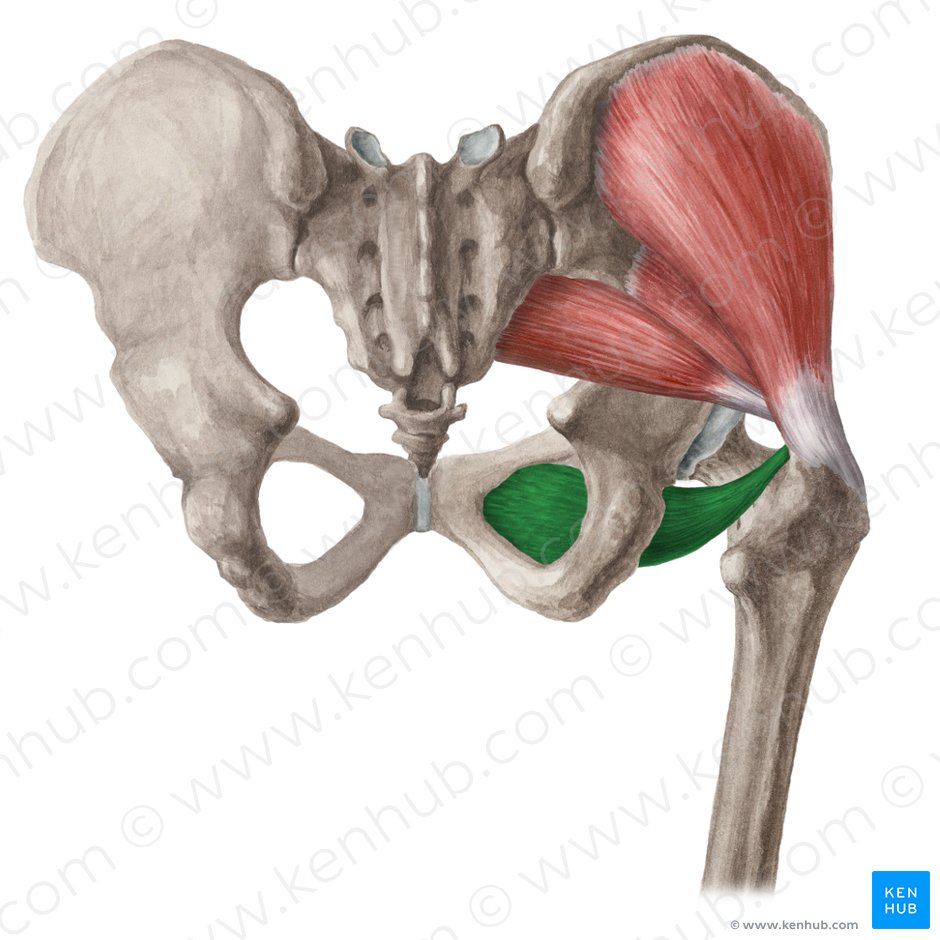 Músculo obturador externo (Musculus obturatorius externus); Imagem: Liene Znotina