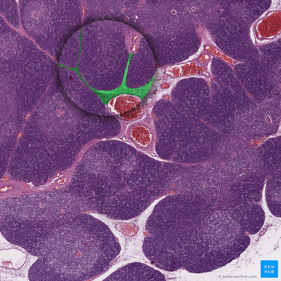 Thymus: Histology, features, cell types and anatomy | Kenhub