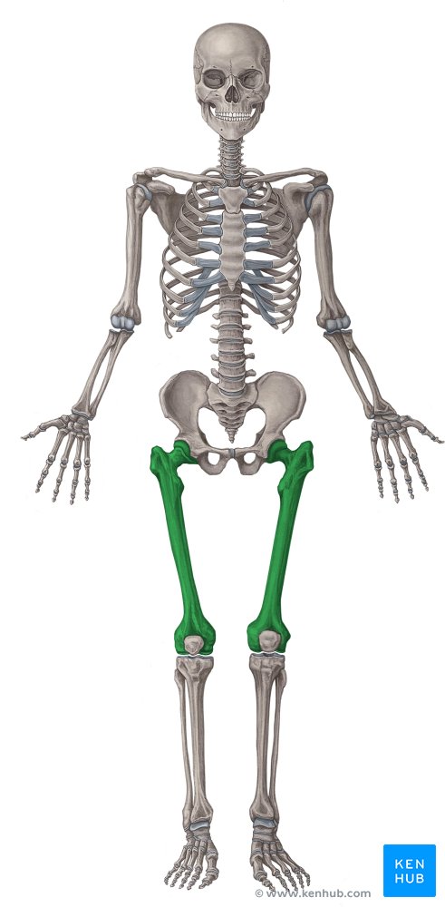 Femur bone anatomy: Proximal, distal and shaft | Kenhub