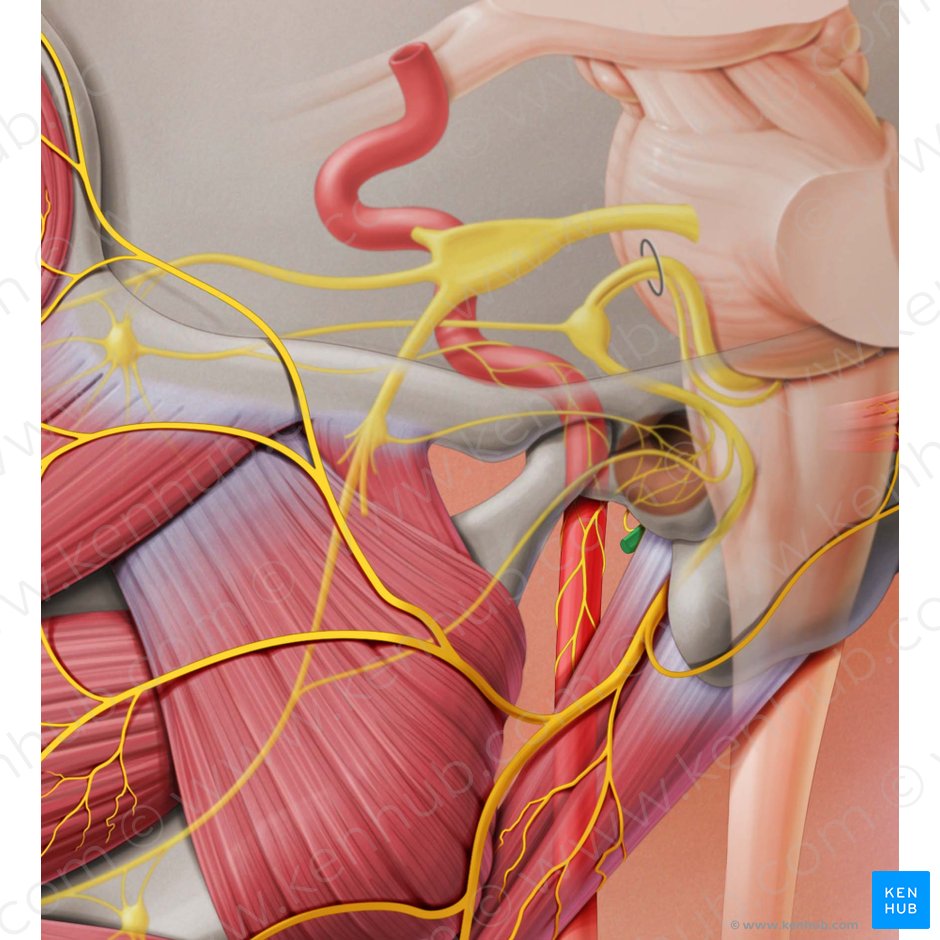 Glossopharyngeal nerve (Nervus glossopharyngeus); Image: Paul Kim