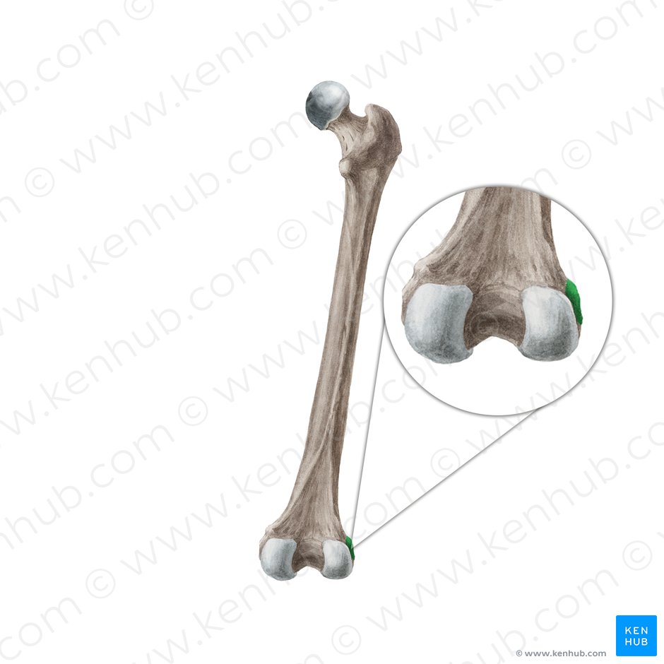 Epicóndilo lateral del fémur (Epicondylus lateralis femoris); Imagen: Liene Znotina