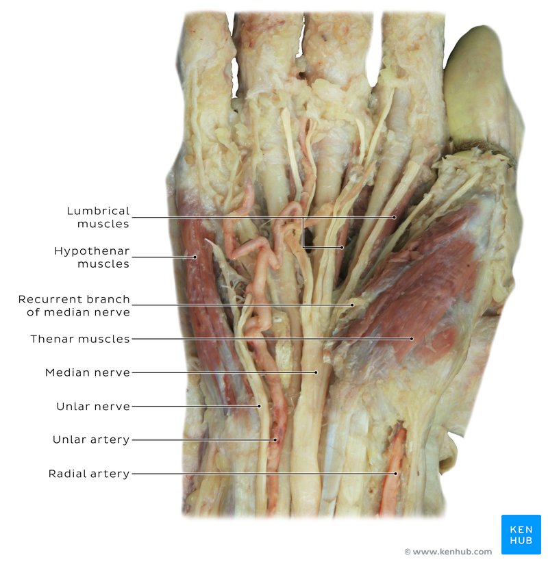 Radial artery cadaver