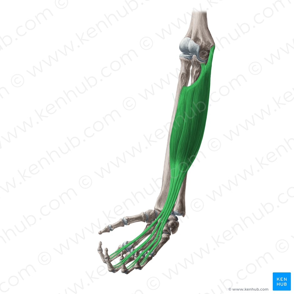 Músculo flexor superficial dos dedos (Musculus flexor digitorum superficialis); Imagem: Yousun Koh