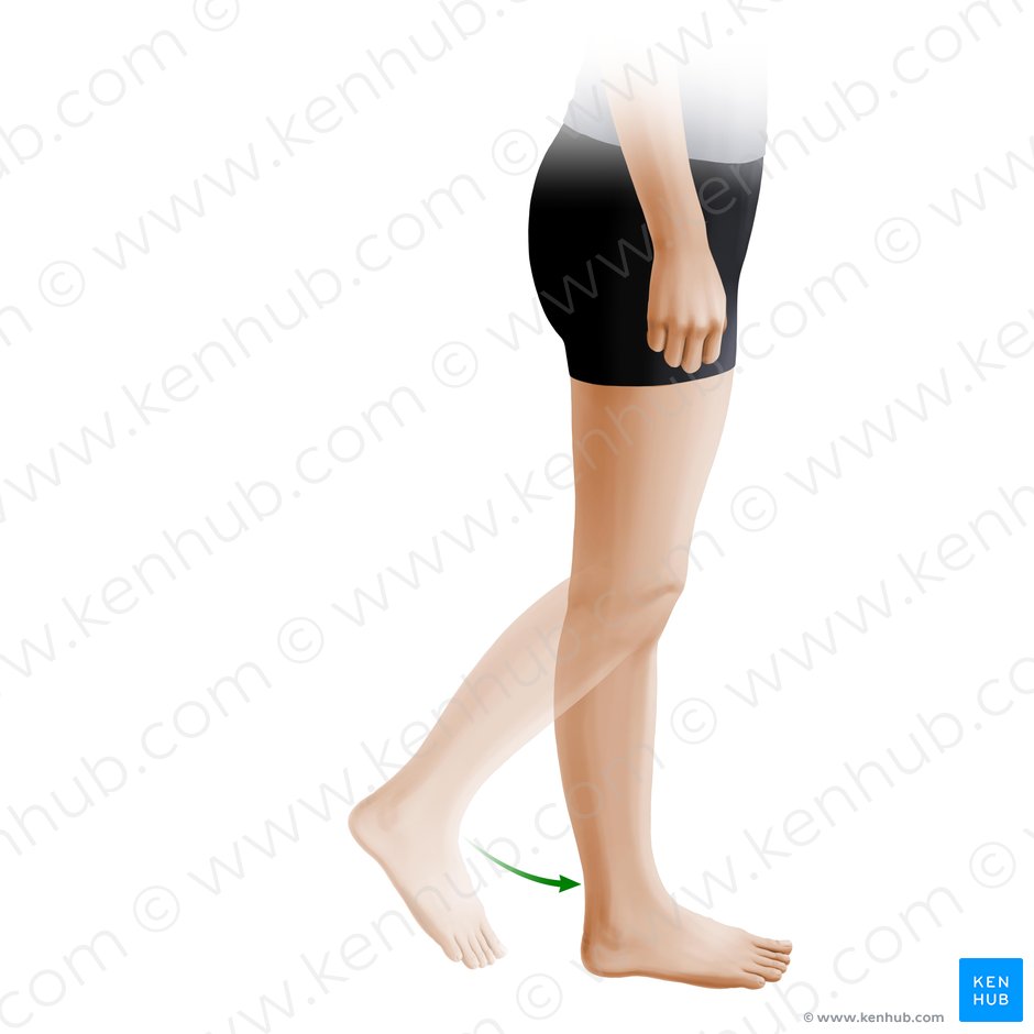 Extension of leg (Extensio cruris); Image: Paul Kim