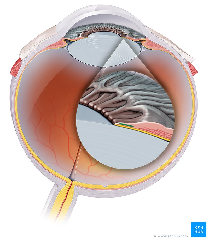 Sphincter pupillae: Origin, insertion, innervation,action | Kenhub