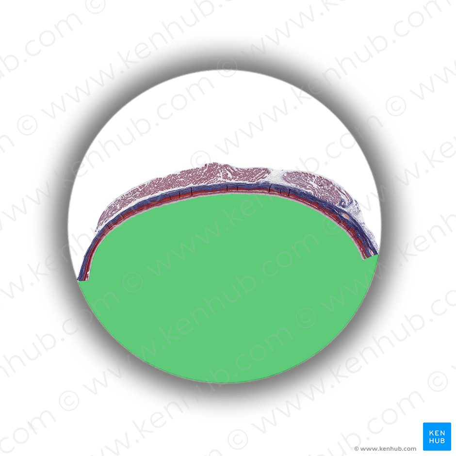 Postremal chamber of eyeball (Camera postrema bulbi oculi); Image: 