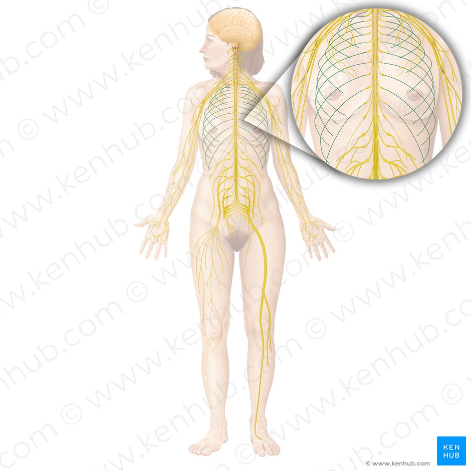 Intercostal nerve (Nervus intercostalis); Image: Begoña Rodriguez