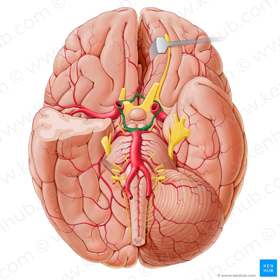 Circulus arteriosus cerebri (Arterienring des Gehirns); Bild: Paul Kim