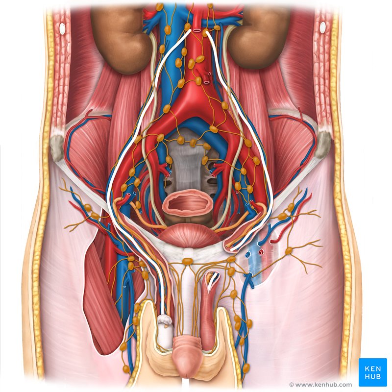 Pelvic lymph nodes and vessels - Male pelvis