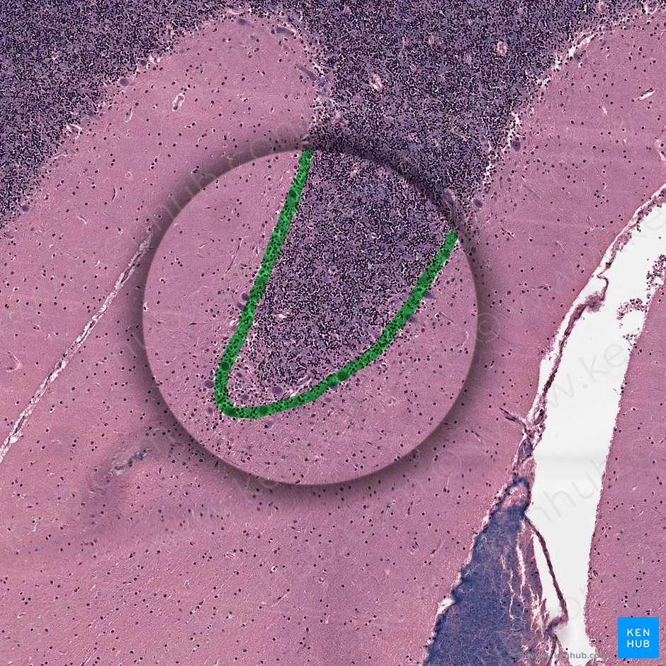 Purkinje cell layer (Stratum ganglionare corticis cerebelli); Image: 
