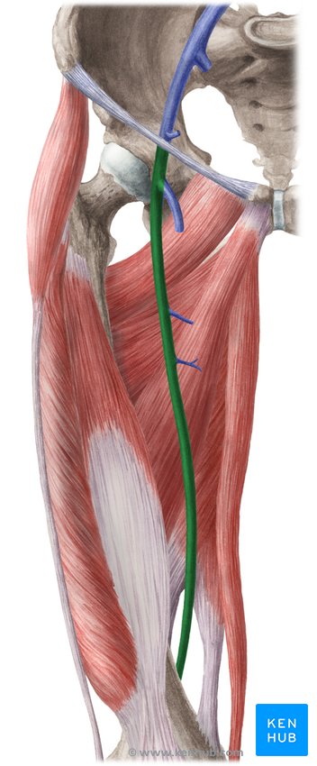 Veins of the lower limb: Anatomy | Kenhub