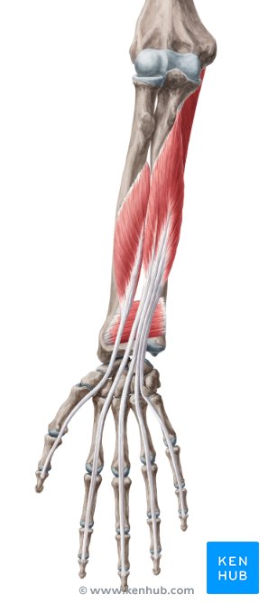 Deep anterior forearm muscles: Anatomy and innervation | Kenhub