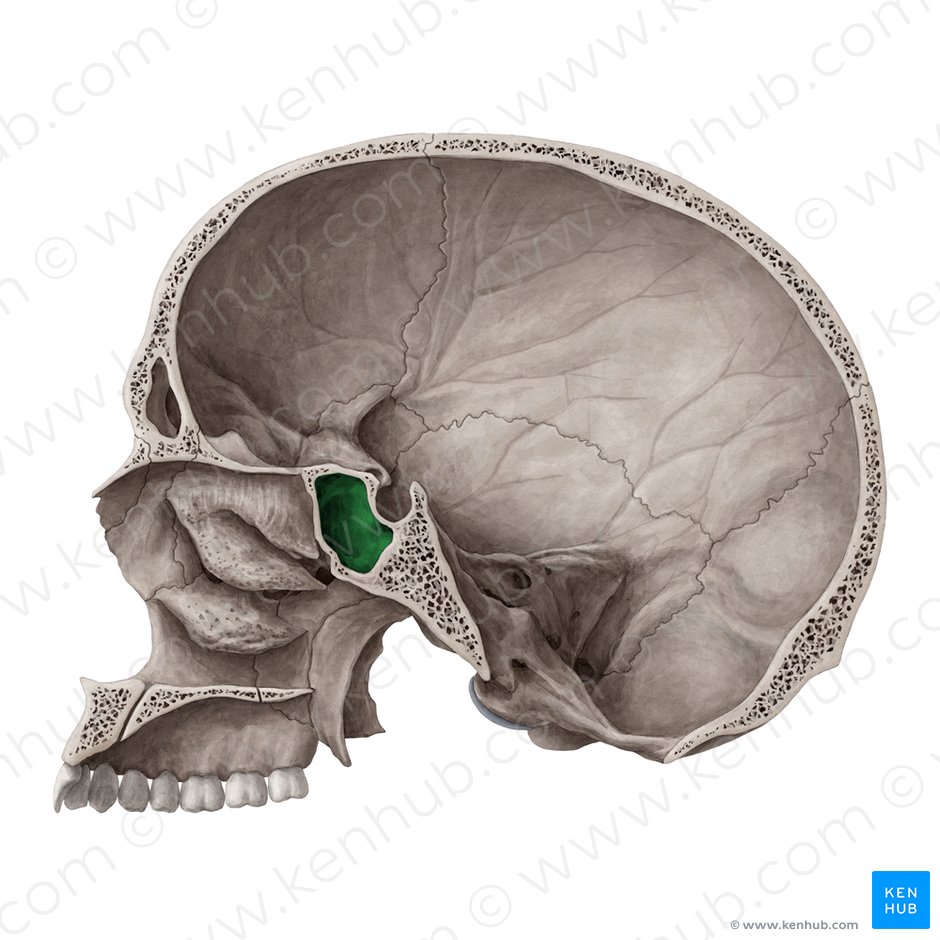 Sphenoidal sinus (Sinus sphenoidalis); Image: Yousun Koh