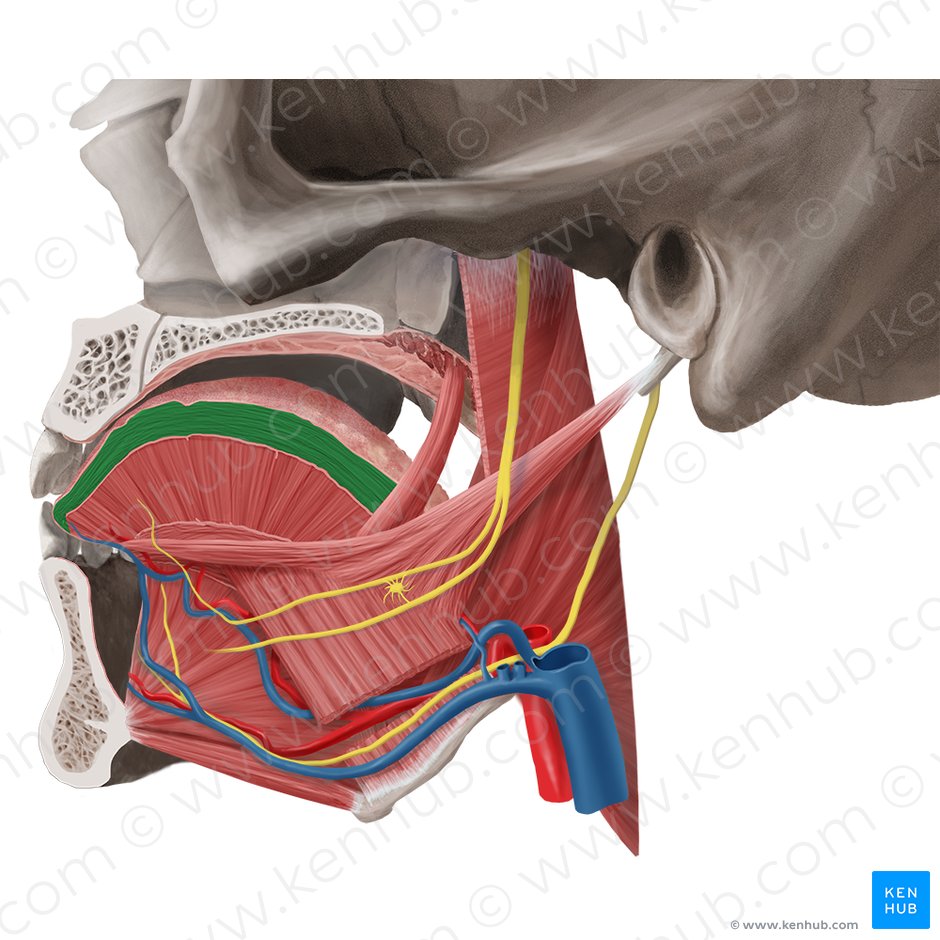 Superior longitudinal muscle of tongue (Musculus longitudinalis superior linguae); Image: Begoña Rodriguez