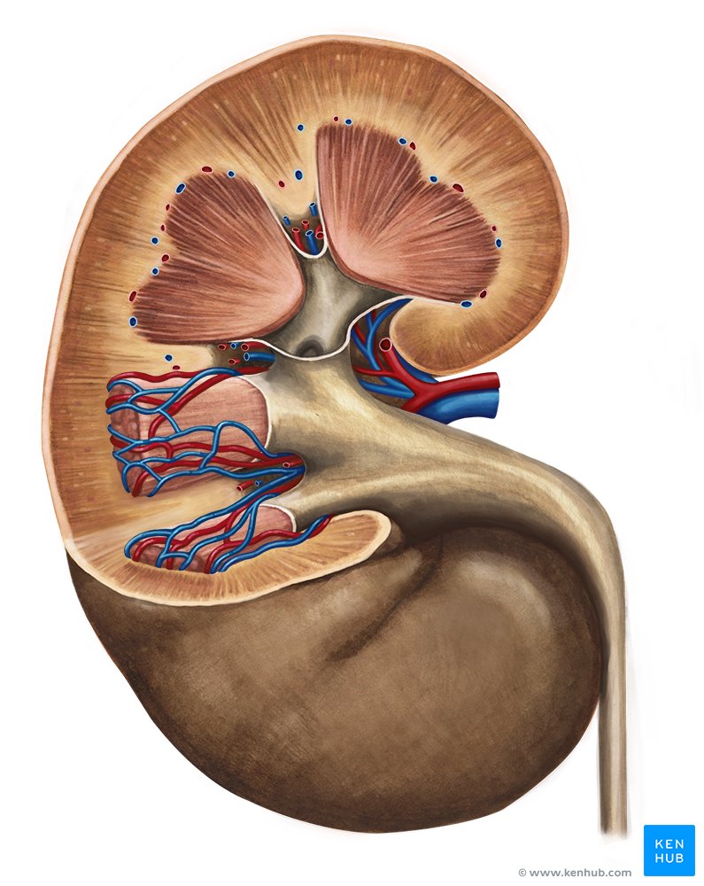 Kidney: Blood supply, innervation and lymphatics | Kenhub