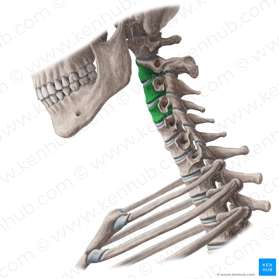 Cuerpos de vértebras C2-C4 (Corpora vertebrarum C2-C4); Imagen: Yousun Koh