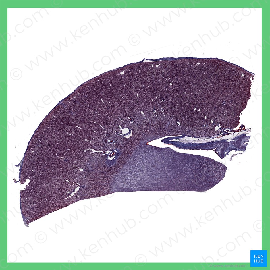 Kidney (Ren); Image: 