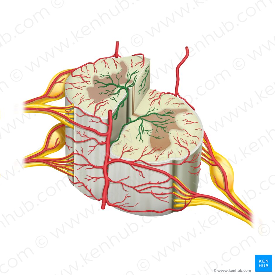 Sulcal arteries (Arteriae sulcales); Image: Rebecca Betts
