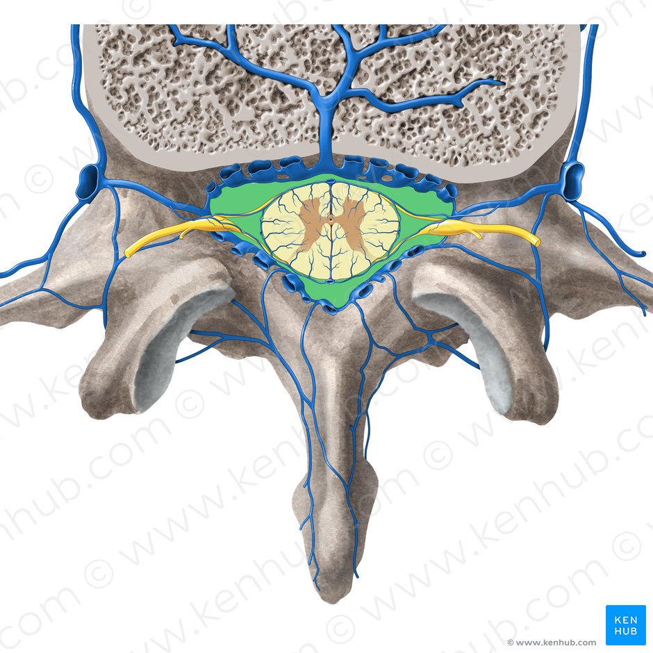 Vertebral foramen (Foramen vertebrale); Image: Paul Kim