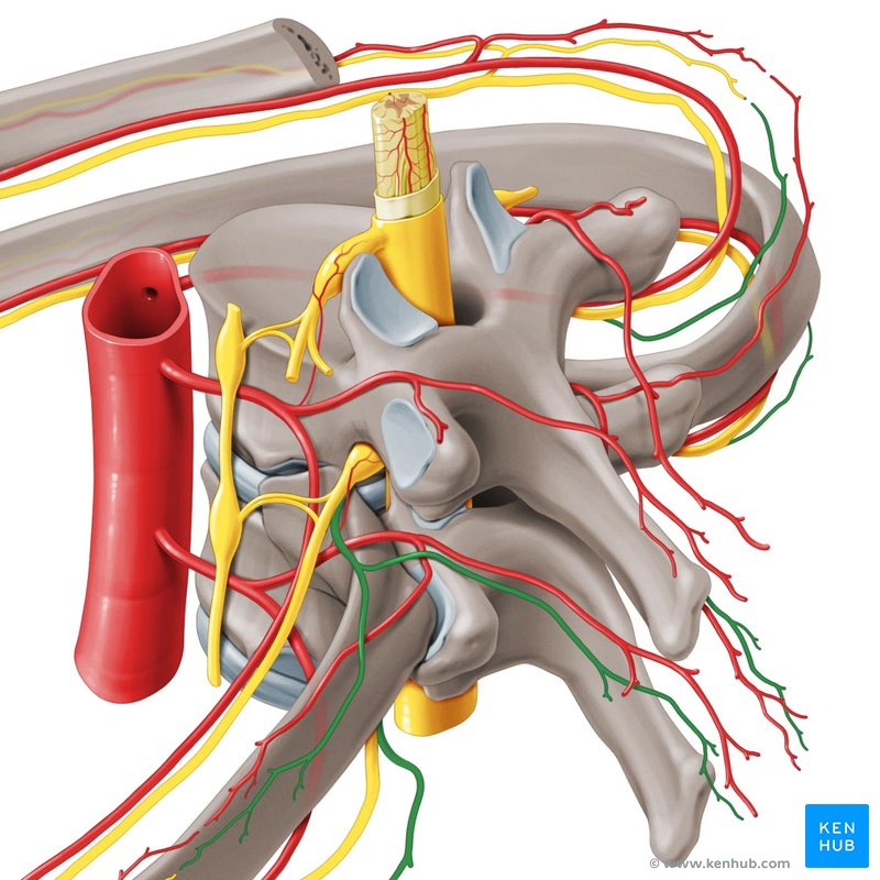 Spinal nerves: Anatomy, roots and function | Kenhub