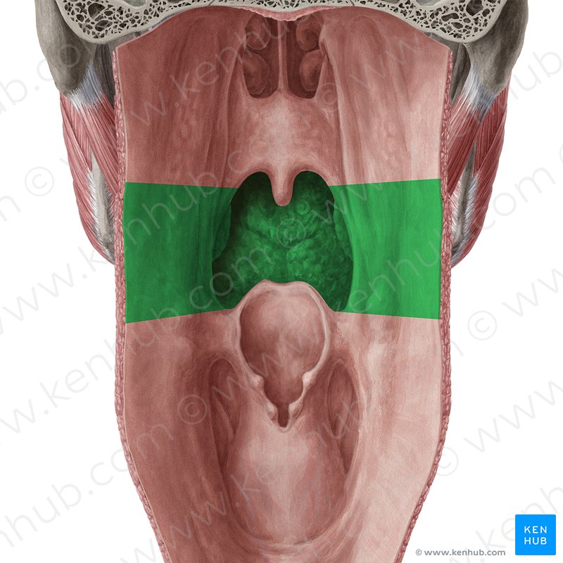 Oropharynx (Pars oralis pharyngis) | Kenhub
