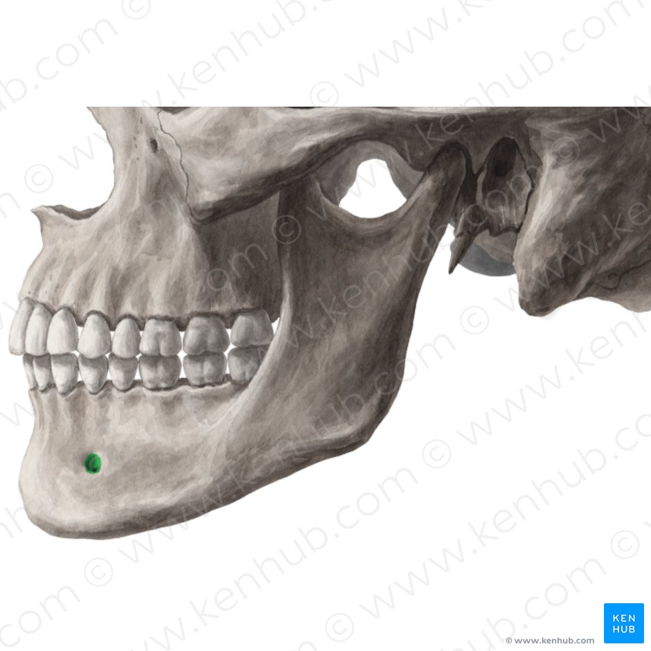Mental foramen of mandible (Foramen mentale mandibulae); Image: Yousun Koh