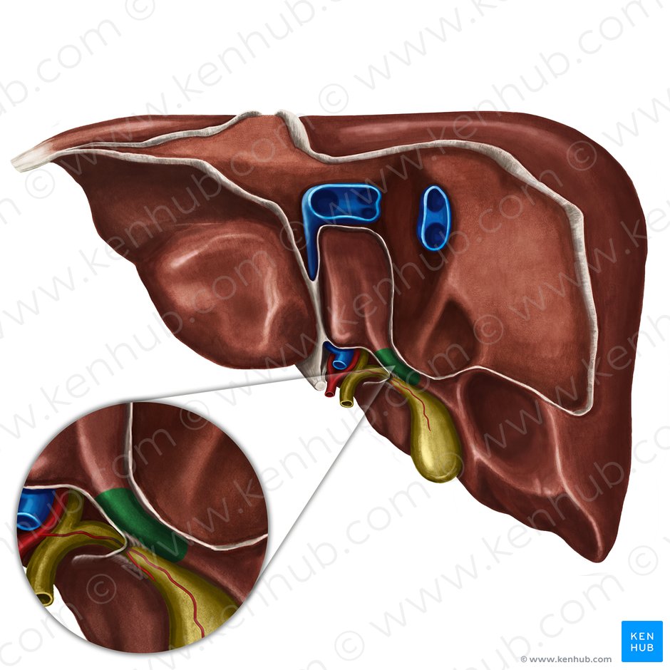 Proceso caudado del hígado (Processus caudatus hepatis); Imagen: Irina Münstermann