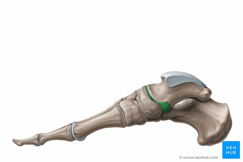 articulatio talonavicular artrita bilaterală a șoldului