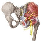 Vascularización e inervación de la cadera y el muslo