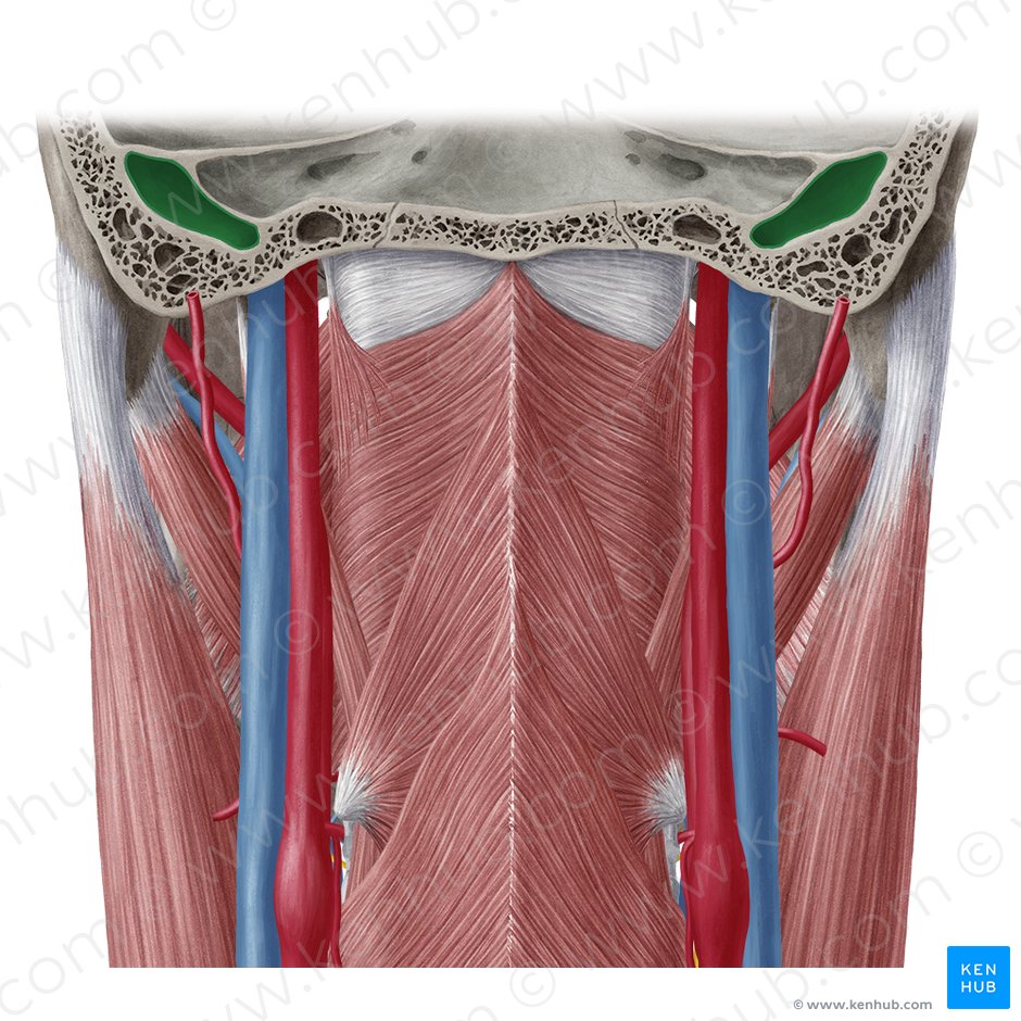 Bulbo superior da veia jugular interna (Bulbus superior venae jugularis internae); Imagem: Yousun Koh