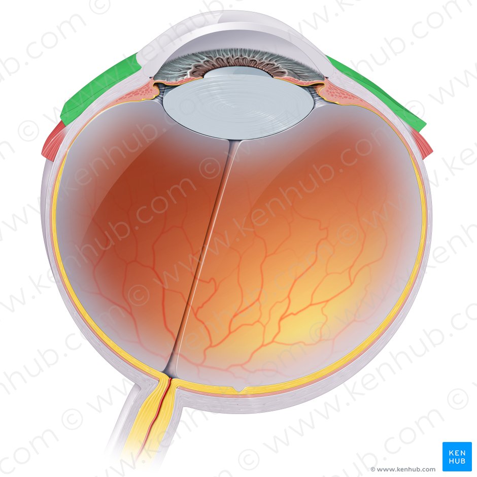 Conjuntiva ocular (Tunica conjunctiva bulbi oculi); Imagen: Paul Kim