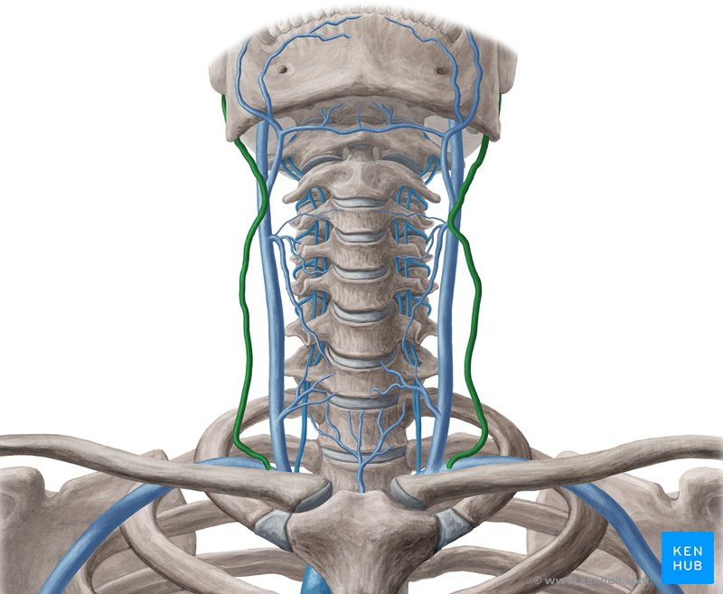 External jugular vein: Anatomy, tributaries, drainage | Kenhub
