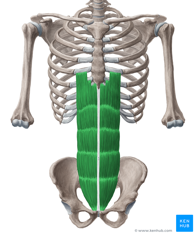 M. rectus abdominis, vordere Bauchmuskulatur - Anatomie | Kenhub