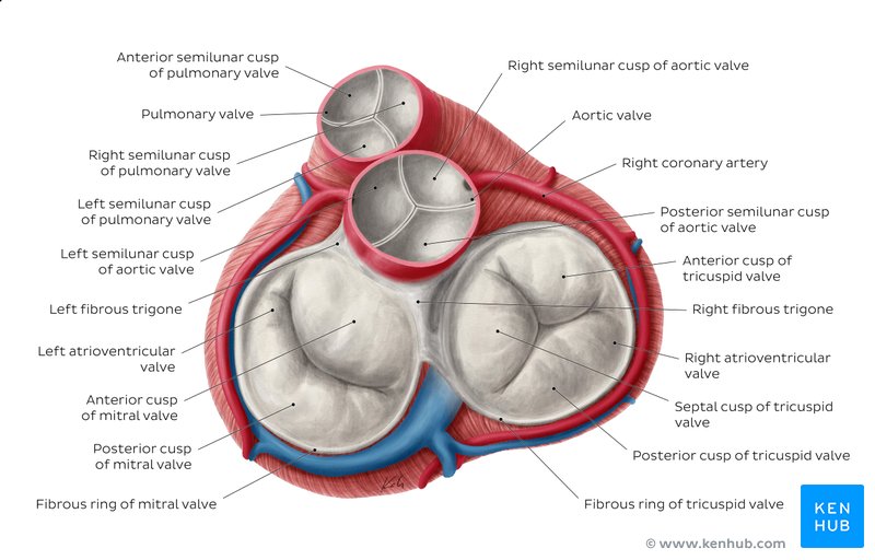 Heart Valves Anatomy Tricuspid Aortic Mitral Pulmonary Kenhub
