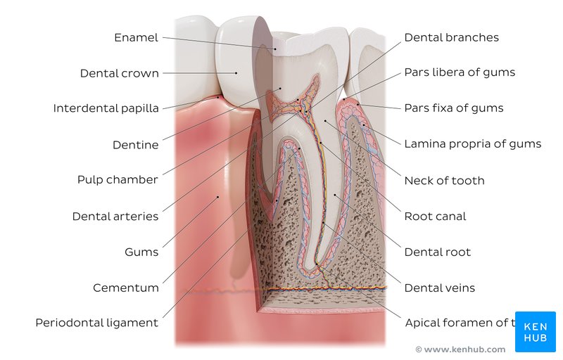 Dental Anatomy Quizzes And Tooth Diagrams Kenhub