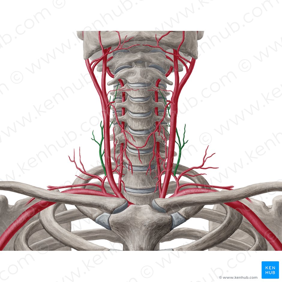 Artéria cervical ascendente (Arteria cervicalis ascendens); Imagem: Yousun Koh