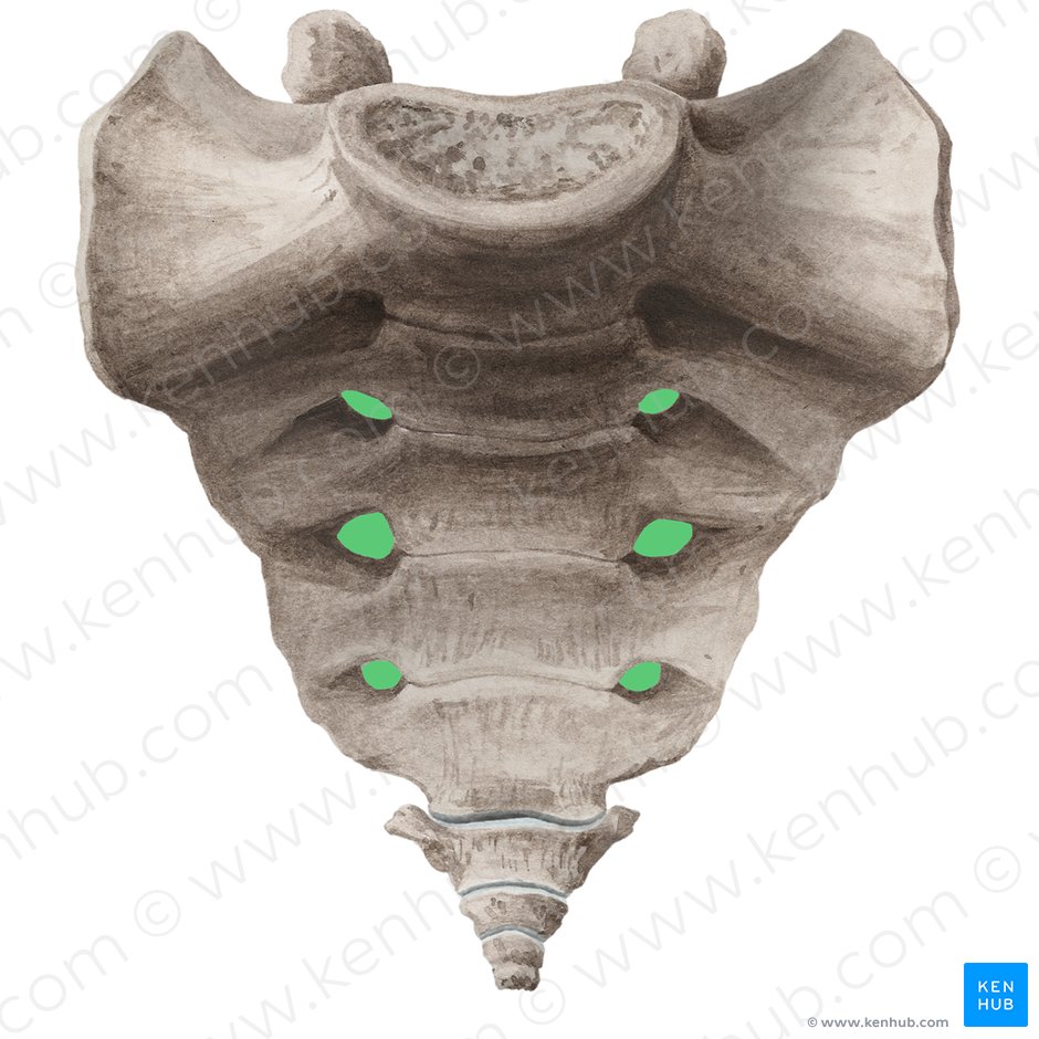 Forámenes sacros anteriores (Foramina sacralia anteriora); Imagen: Liene Znotina