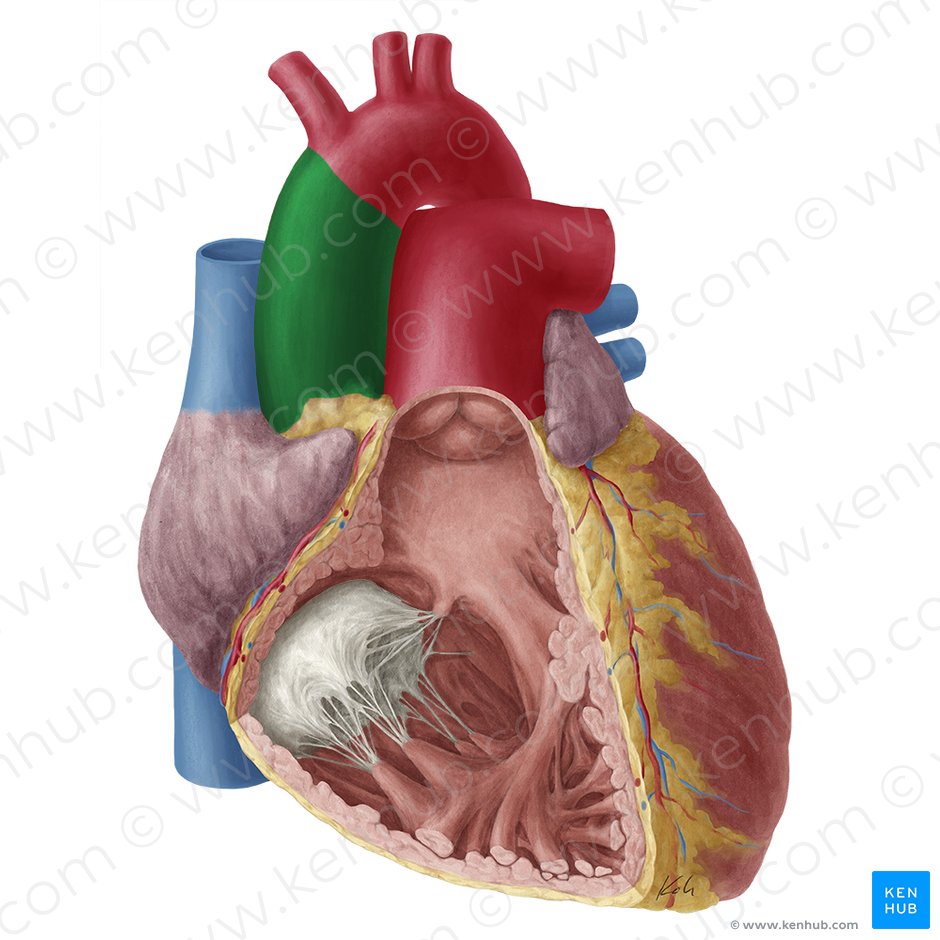 The right atrium receives deoxygenated blood returning from other parts of . Heart Anatomy Structure Valves Coronary Vessels Kenhub