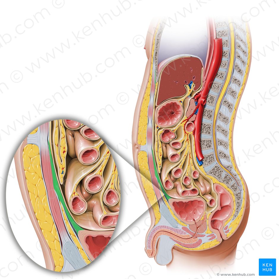 Median umbilical ligament (Ligamentum umbilicale medianum); Image: Paul Kim