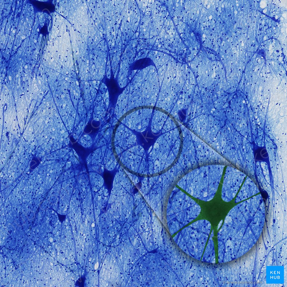 Neurona multipolar (Neuron multipolare); Imagen: 