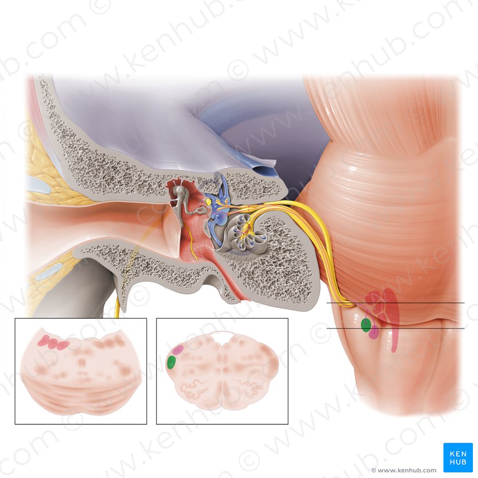 Núcleo coclear anterior (Nucleus cochlearis anterior); Imagen: Paul Kim