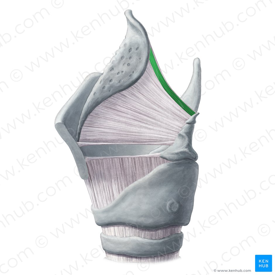 Músculo ariepiglótico (Musculus aryepiglotticus); Imagem: Yousun Koh