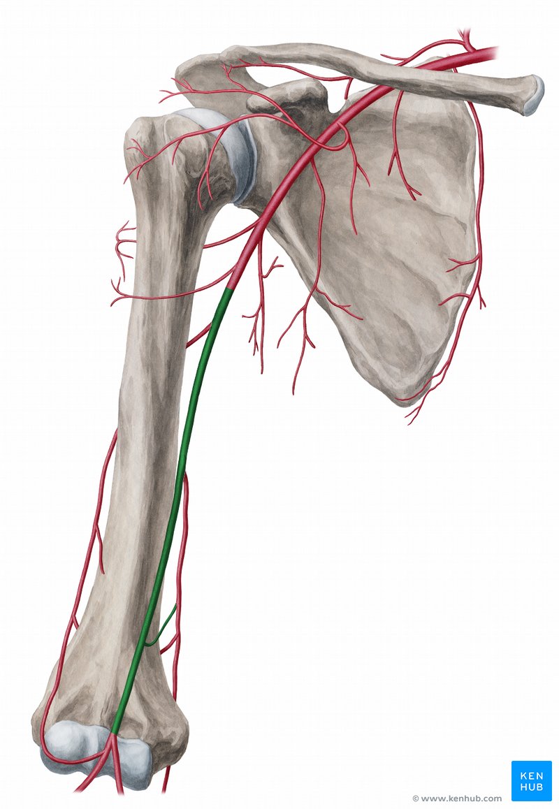 Brachial Artery - Anatomy and Branches | Kenhub