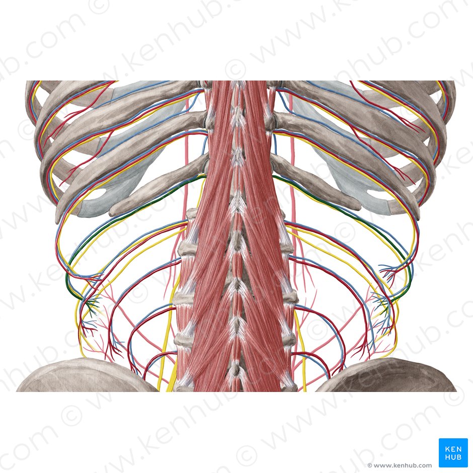 Arteria subcostalis (Unterrippenarterie); Bild: Yousun Koh